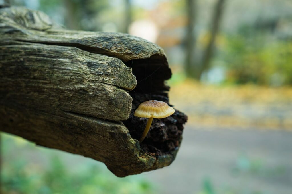 Er is een schimmel die een plantaardige vorm van glucosamine maakt