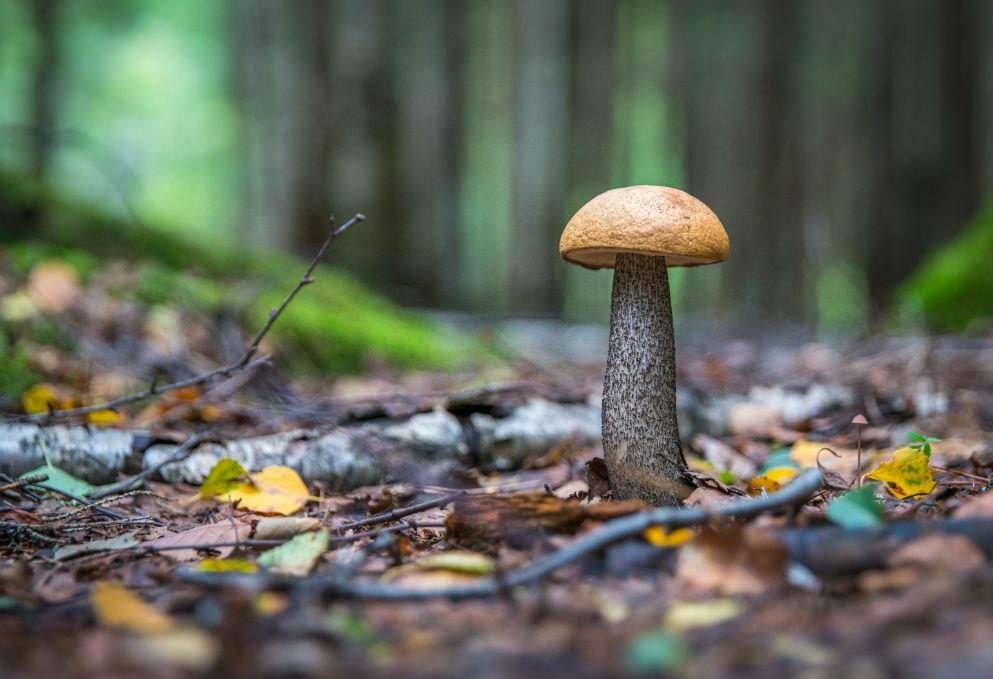 Paddenstoelen wildplukken