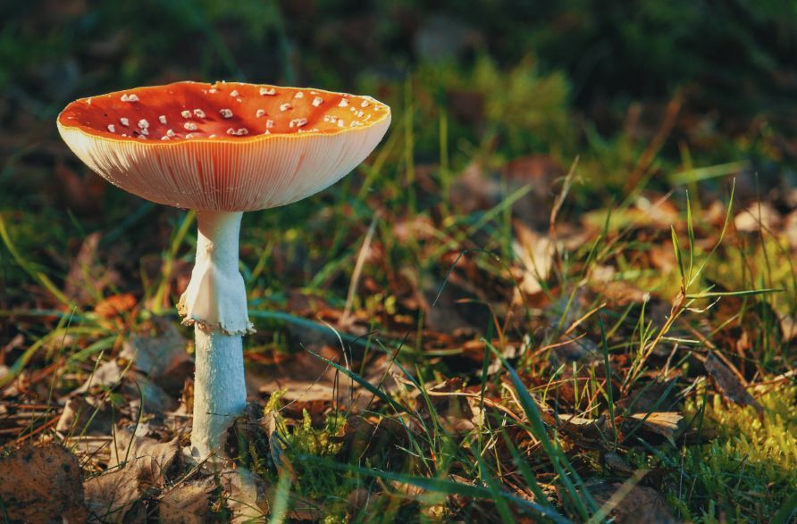 Paddenstoelen wildplukken