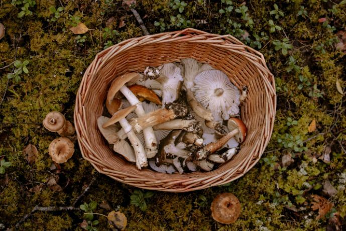 Paddenstoelen plukken